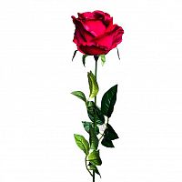 роза бордовая 71 см (24) в Брянске
