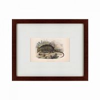 картина: armadillo, 1860 в Брянске