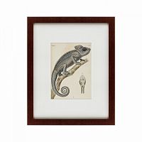 картина: chameleon, 1706 в Брянске