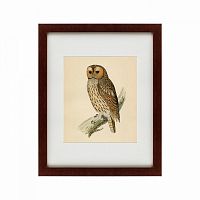 картина: brown owl, 1760 в Брянске