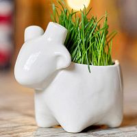 набор для выращивания eco овечка в Брянске