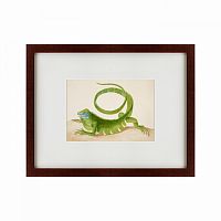 картина: green iguana, 1701 в Брянске