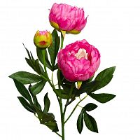 пион розовый 64 см (24) в Брянске