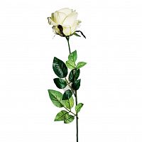 роза белая 71 см (24) в Брянске