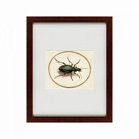 картина: beetle, 1700 в Брянске