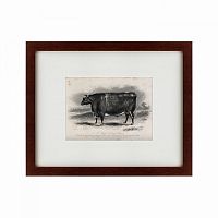 картина: a short horned steer, 1849 в Брянске
