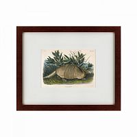 картина: armadillo (dasypus peba), 1848 в Брянске