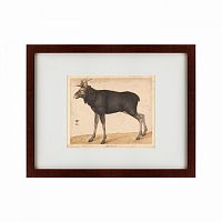картина: moose, 1560 в Брянске