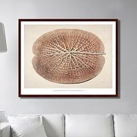 картина: leaf of a gigantic water lily, 1870г. в Брянске