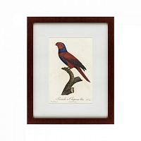 картина: perruche a chaperon bleu, 1801 в Брянске